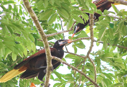 Tour Río Mamantel: aves y delfines