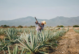 Oaxaca Raíces Vivas